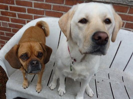 Happy Tails Doggy Daycare