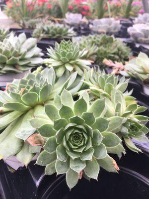 50% off succulent