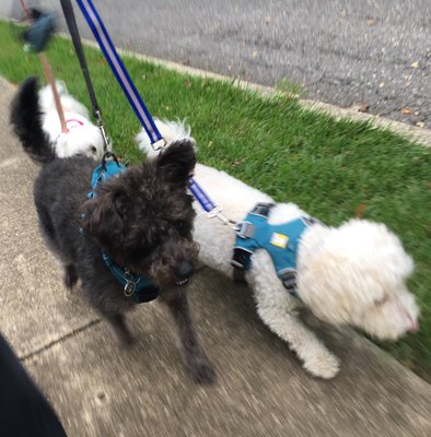 Walking Toby, Kaya and Oakley