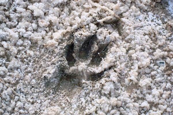 Coyote track in the salt flats at Pauls Lake, one of the 3 big playa lakes