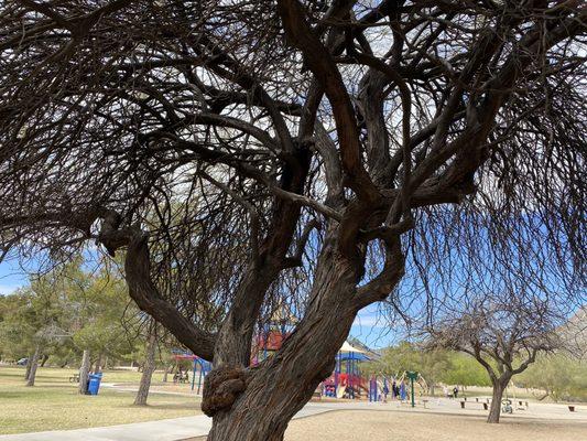 Coolest playground and busy too.