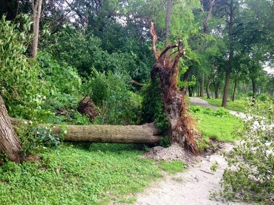 A storm the night before ripped this tree right out of the ground!