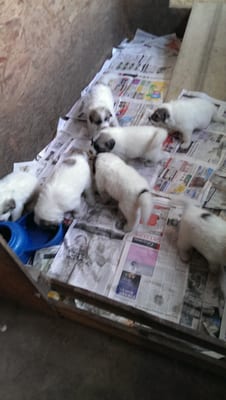 Some my Great Pyrenees puppies.