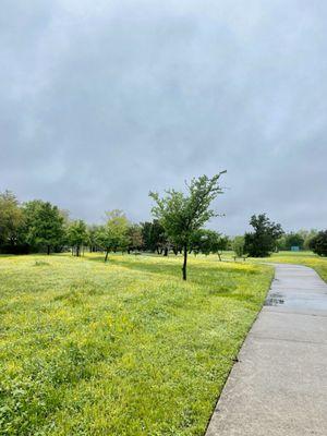 Trail with wildflowers