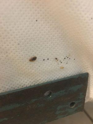 Bedbugs in mattress. The entire life cycle