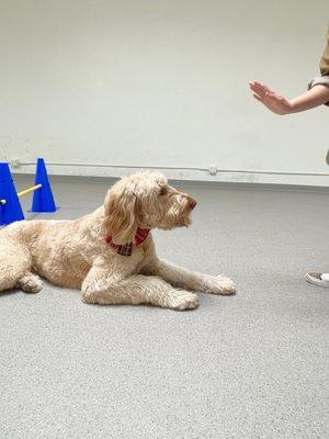 Matcha on basic obedience