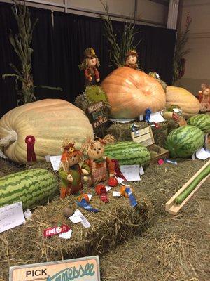 Huge pumpkins and watermelons