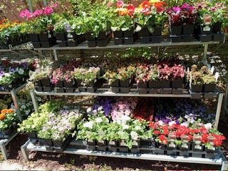 Beautiful annual plants, flowers, vegetables, and herbs.