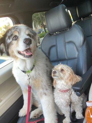 Taking drive home at the front seat of Range Rover sport