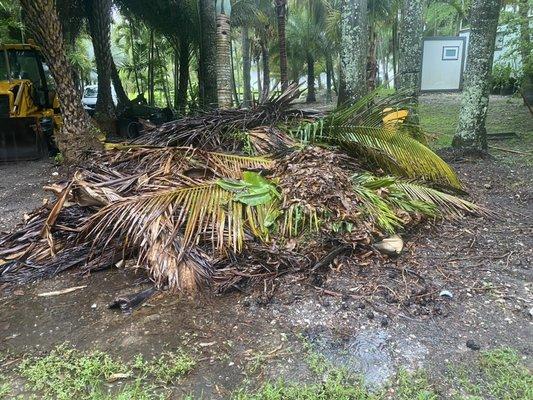 Yard Debris