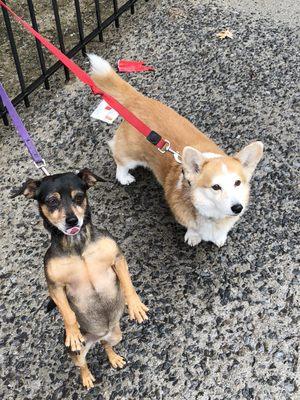 Little Buddies Dog Walking