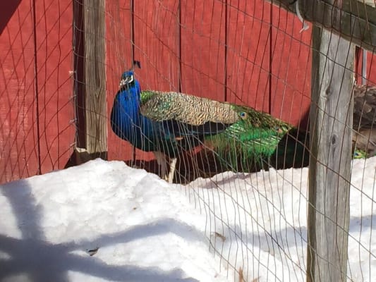 Peacock