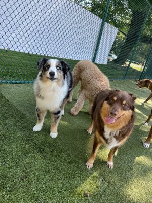 Doggy daycare