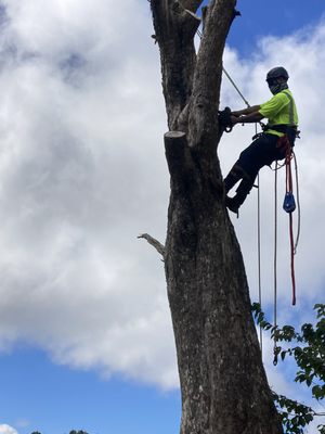 Aloha Aina Tree Service