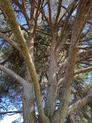 Tall pine tree toward the back of the park.  Shade all year around!