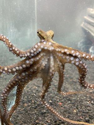 Day Octopus from Aquatic Sealife