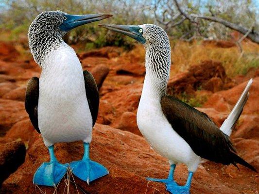 Blue Footed Boobies in Galapagos Islands.