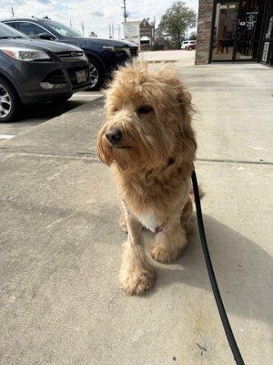 Wooky right after I picked him up. They did such a great job on his Lion Cut! Thank you so much for doing such an amazing job!