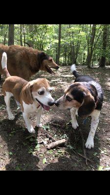 Beagle Love At Hidden Acres