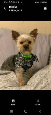 sweet baby boy jax (yorkie)