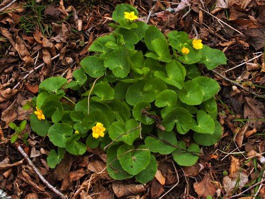 Swamp buttercup