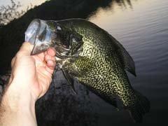 California Crappie