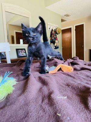 Starling is available for adoption!