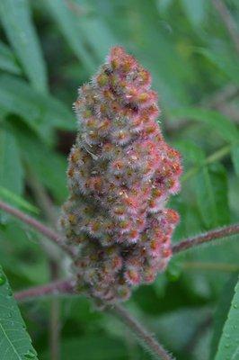 Poison Sumac.  D not touch.