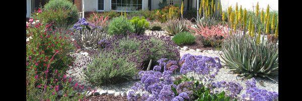 Drought Tolerant Landscape