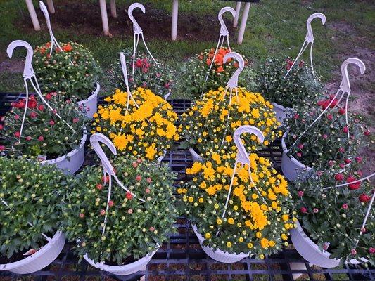 Mum hanging baskets