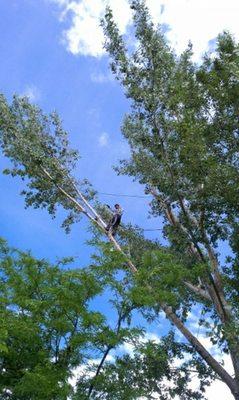 Cutting a large branch of the tree