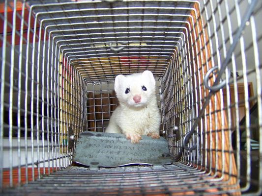 A white weasel is a rare catch, he was in living in someone's basement.