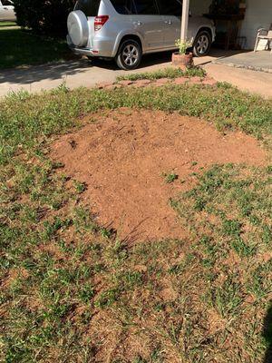 This WAS a 50 year old tree. It's about to be a carport and driveway! Thanks Broken Willow tree service!