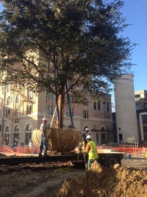 Live Oaks Installation: