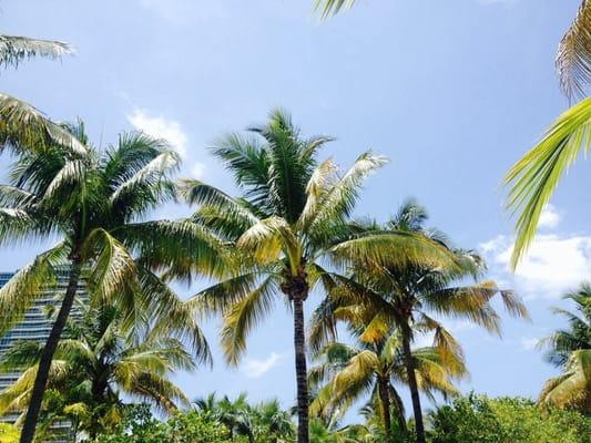 Palms from the pool