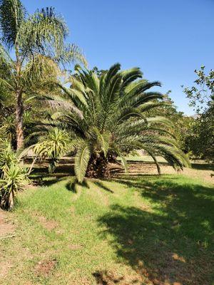 Coral Tree House