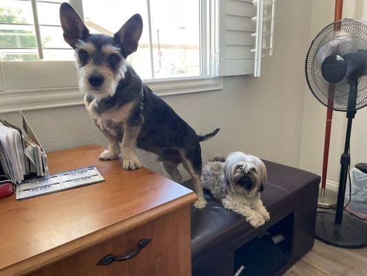 Maple having playdate with her buddy