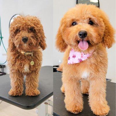 Dog Grooming | Huntington Beach