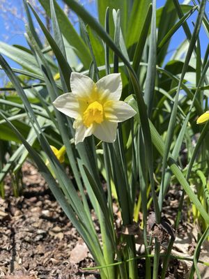 Flowers blooming!