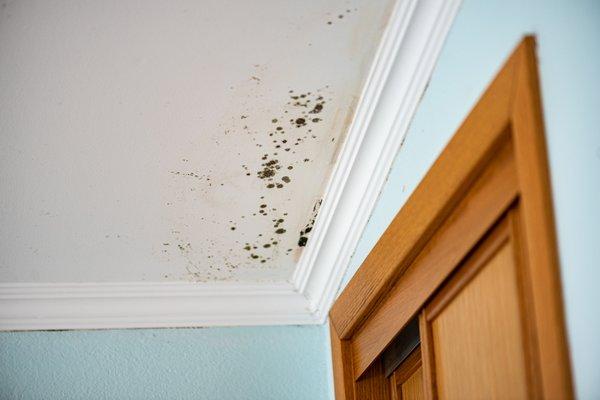 Mold thrives in Florida. Know the warning signs. Call us a free inspection.