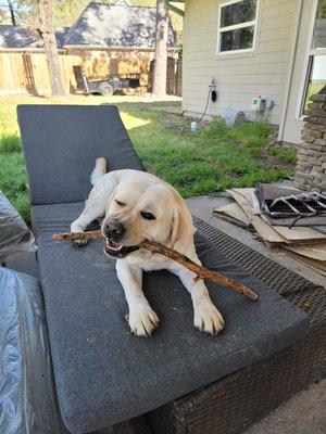 Brone loves sticks