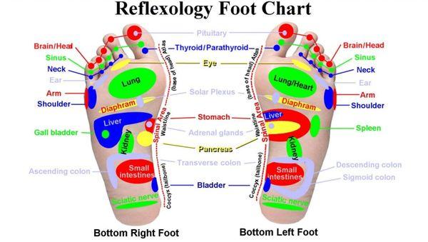 Look at all the body's organs connected to your feet! Let us Revive/relief your feet/body