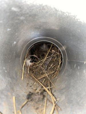 Bird nests can be a big problem for a dryer vent. They rob performance and pose a significant fire hazard. Call today for $25 off.