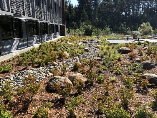 Timberline School landscape feature captures PNW spirit