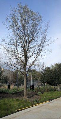 Getting prepped for some crown structure pruning on this young Quercus Lobata.