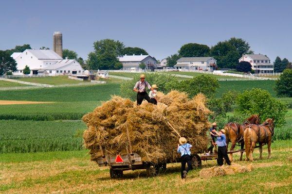 Bringing in the crops, by hand of course