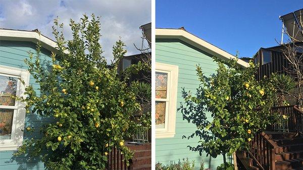 Backyard Lemon tree, resized.