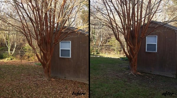 Before & After Leaf Service