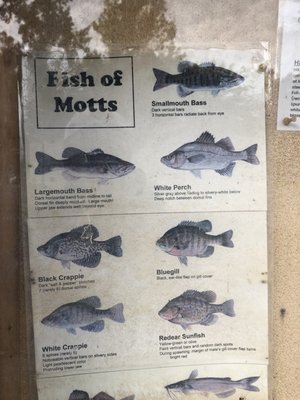 Examples of fish that live in Motts Reservoir.