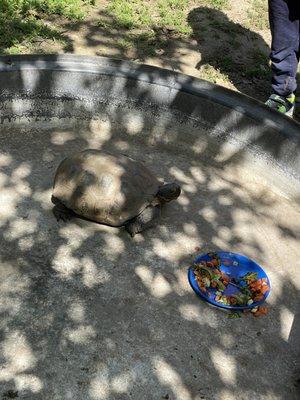 Desert tortoise